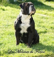 Étalon Bulldog continental - Ness des perles noires de Beaume