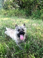 Étalon Cairn Terrier - Quentin's Touch Nickel chrome