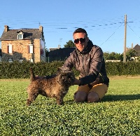 Étalon Cairn Terrier - Marlo du hameau des landes