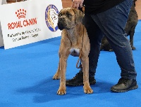 Étalon Cane Corso - Ogoune Des Sentinelles D'orion