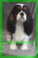 Étalon Cavalier King Charles Spaniel - Nya De L'Elite Du Kevezer