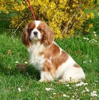 Étalon Cavalier King Charles Spaniel - Noceta de la bergerie d'argent