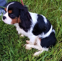 Étalon Cavalier King Charles Spaniel - O'cherie dame du clos d'Arlequin