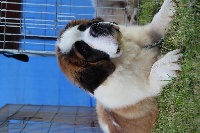 Étalon Chien du Saint-Bernard - Natacha du Circuit des Eaux Vives