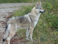 Étalon Chien-loup tchecoslovaque - Nheen-gyz heen'gwé de la mollyniere de lo'scale