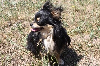 Étalon Chihuahua - Milou Du rocher de la gareliére