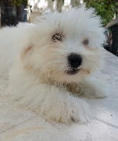 Étalon Coton de Tulear - Hamelyne du clos de Montaigu