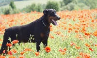 Étalon Dobermann - Jack des Seigneurs de la Vallée de l'Isle