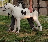 Étalon Dogue allemand - Olympique Du Domaine De Jappeloup