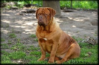 Étalon Dogue de Bordeaux - Nooj de la tribu de Laza