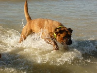 Étalon Dogue de Bordeaux - Mistinguett De la tour gelee