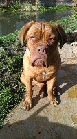 Étalon Dogue de Bordeaux - Oasis is good (Sans Affixe)