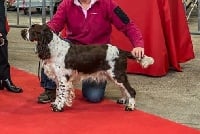 Étalon English Springer Spaniel - Canouan Lucky charm