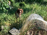 Étalon Epagneul de Saint Usuge - Nouvelle ninja (Sans Affixe)