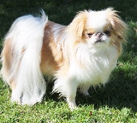 Étalon Epagneul Japonais - Neissa De la baie de pempoul