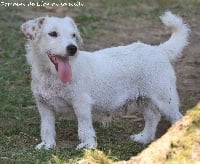 Étalon Jack Russell Terrier - L'innocente du Domaine De Léon De La Seille