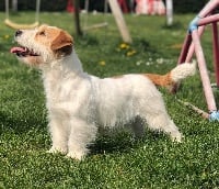 Étalon Jack Russell Terrier - Mulan Du Mas Ensoleillé