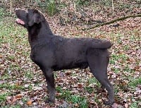 Étalon Labrador Retriever - Maestro de la Plaine du Puy de Wolf