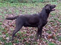 Étalon Labrador Retriever - Marley de la Plaine du Puy de Wolf