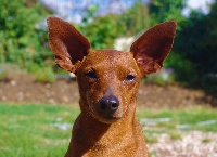 Étalon Pinscher nain - Iannis De la Maison d'Este