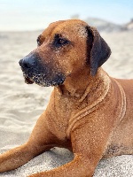 Étalon Rhodesian Ridgeback - Ina du mas desa terra d'oc Du Plô Roucarels