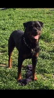 Étalon Rottweiler - Laîss Des Rotts De La Cote D'Opale