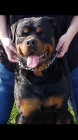 Étalon Rottweiler - Mayron des Rotts de la Baronnie