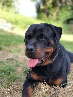 Étalon Rottweiler - Maia d'Evokaly