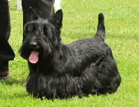 Étalon Scottish Terrier - Olie Du mat des oyats