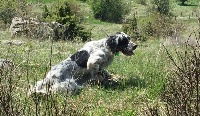 Étalon Setter Anglais - Lucie de la fougere aigle