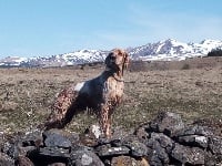 Étalon Setter Anglais - TR. Lord Des Bords De La Trézence