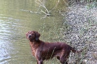 Étalon Setter irlandais rouge - Moy Du domaine de fayet