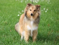 Étalon Shetland Sheepdog - O'clair de lune du Royaume d'Angélique