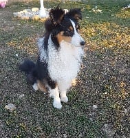 Étalon Shetland Sheepdog - Obalie de l'Angelarde