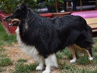 Étalon Shetland Sheepdog - Nattie noire De la combe berail