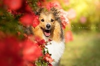 Étalon Shetland Sheepdog - Lumière de vénus des lutins de Cassiopée