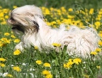 Étalon Shih Tzu - Noreen Des poupons frises