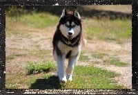 Étalon Siberian Husky - North Des guerriers chippewas