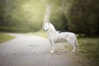 Étalon Siberian Husky - CH. Laura ingalls of Artic Ocean