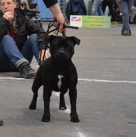 Étalon Staffordshire Bull Terrier - Milka Du Domaine Des Legendes De Gaia