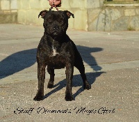 Étalon Staffordshire Bull Terrier - staff diamonds Magic girl