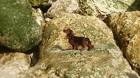 Étalon Teckel poil long - Nivéa Du Clos Des Bords De Mer