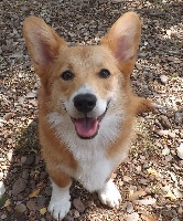 Étalon Welsh Corgi Pembroke - Orell ursa major Des Boroillots