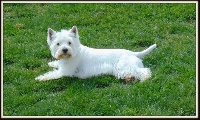 Étalon West Highland White Terrier - Jupiter Du domaine des petits bouchons
