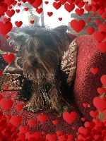 Étalon Yorkshire Terrier - Nina Du domaine of happy days