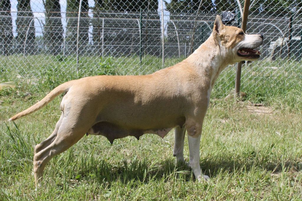 scouthound Foskia