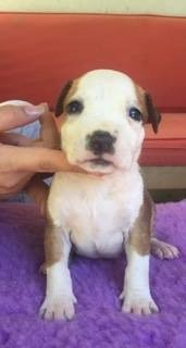 Publication : Lealta's Edition