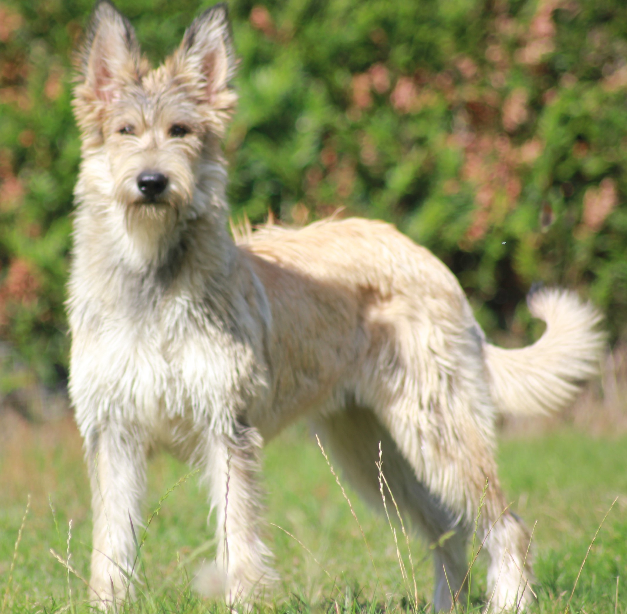 Publication : Du Triskell D'Ambre Auteur : amandine humbrecht