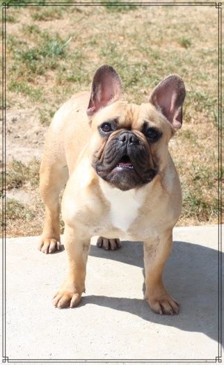 samabi bulldogs Sahara