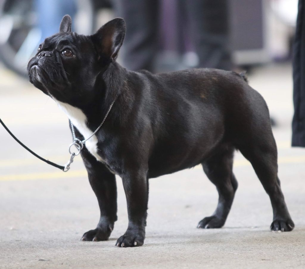 O'arizona kiss de Goldenhouse